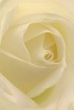 Envision yourself gently cradled within the heart of a rose, right here in Cockfosters-the petals forming a sanctuary of creamy white spirals, each one softly unfurling with delicate ease. This florist's close-up draws you into the intimate folds and subtle curves, the texture whisper-light, reminiscent of morning dew lingering on gardens near Trent Park. There's a serene gleam across the petals, as if the first rays of local daylight are caressing every layer, deepening the hypnotic interplay of shadow and light. The scene radiates calm confidence, imparting a feeling of peace and quiet resilience-the kind of quiet support or pure admiration we wish to express without words. Subtle transitions from cream to almost translucent white at the edges tell a story of fragility meeting strength, much like the moments we mark with a beautiful floral tribute delivered to a loved one in Cockfosters. Hints of gentle fragrance seem to rise off the petal's surface, lending a soulful ambiance to the composition. As a Cockfosters florist, I see this rose as the embodiment of reverence and hope-a heartfelt way to express sympathy, gratitude, or mark the beginning of something new. Each detail, every shadow, and every tender fold, showcases the artistry and intention behind selecting such a meaningful bloom for life's important occasions.